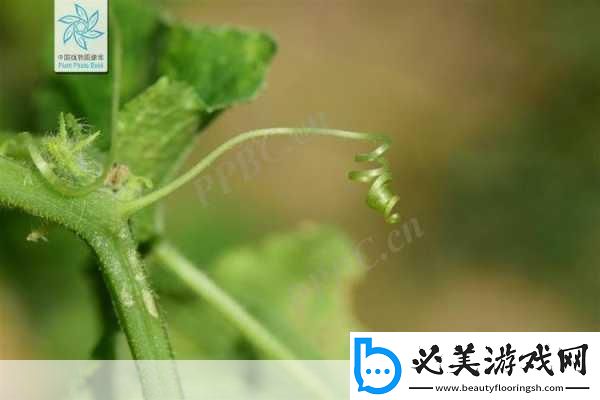 黄瓜种植中一般需要去除长卷须