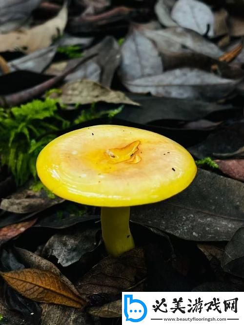 “蘑”幻现实